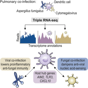 Triple RNA sequencing dissects gene expression of virus and fungi in infection processes