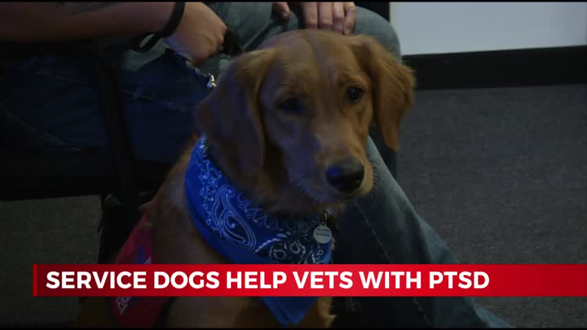 Warrior Freedom Service Dogs Help Veterans With PTSD