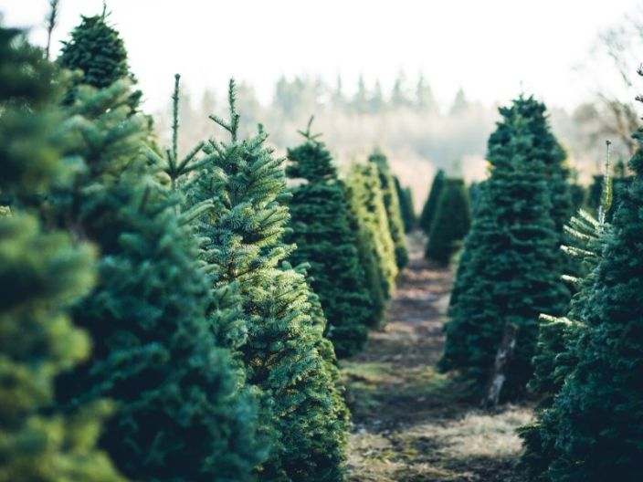 Local Christmas tree farms say sales nonstop despite pandemic