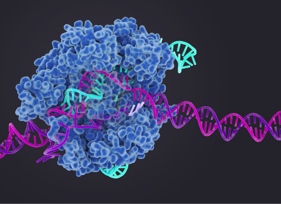 CRISPR based editing of SIV proviral DNA in ART treated non-human primates