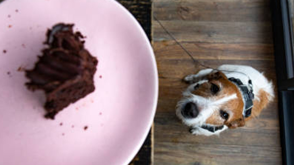 Make sure your dog doesn’t ‘gobble’ these Thanksgiving favorites