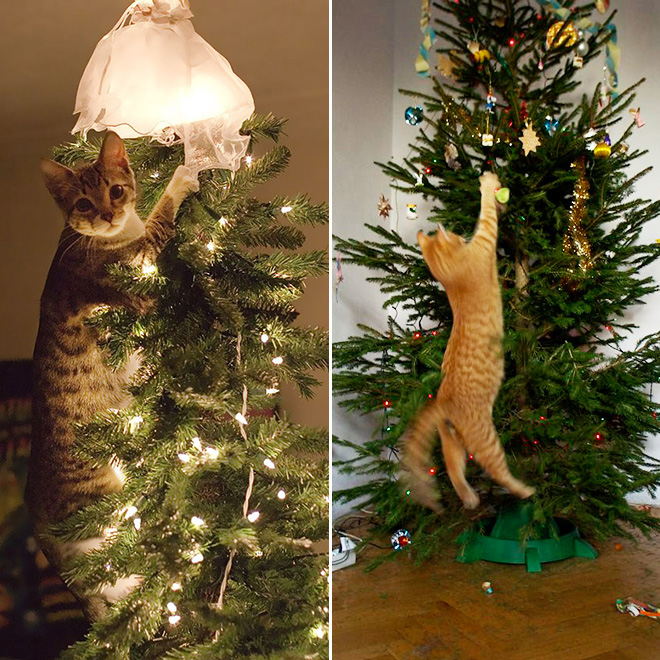 Cats vs Christmas Trees: The Endless Struggle Continues
