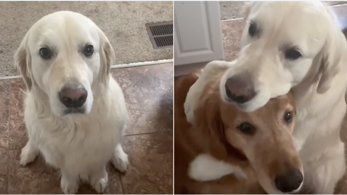 This golden retriever gives the sweetest apology for stealing brother’s treat – I’ve never seen anything like it