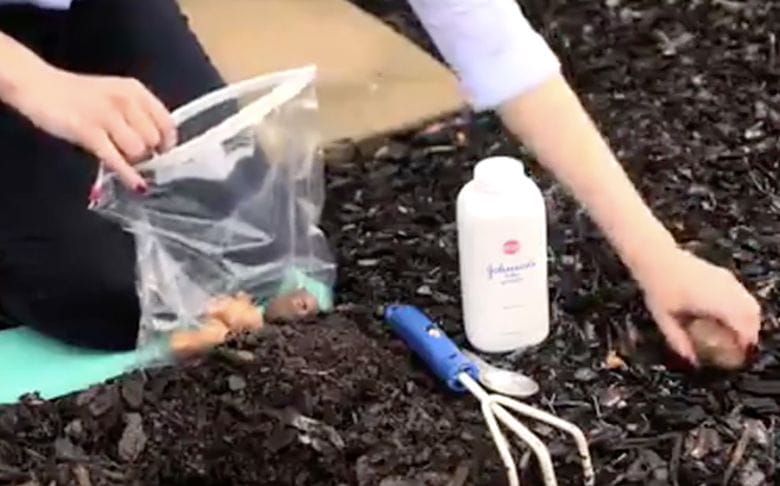 This is why you should use baby powder in your garden – You’d wish you knew this trick much earlier!