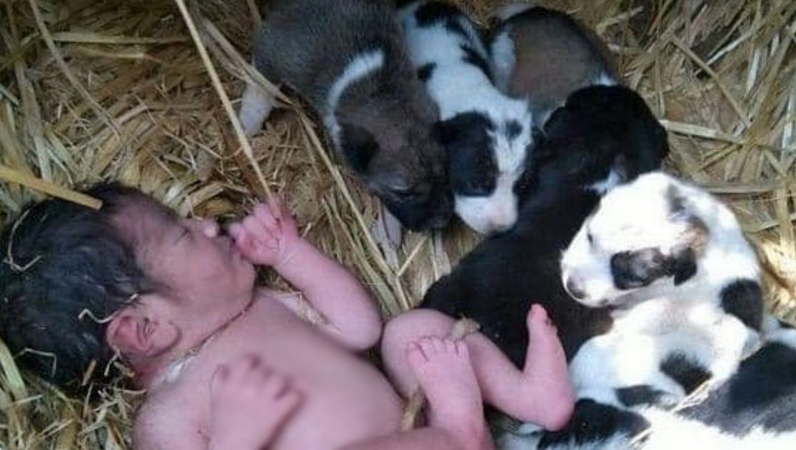Locals discover abandoned newborn baby after mother dog cares for it like one of her puppies