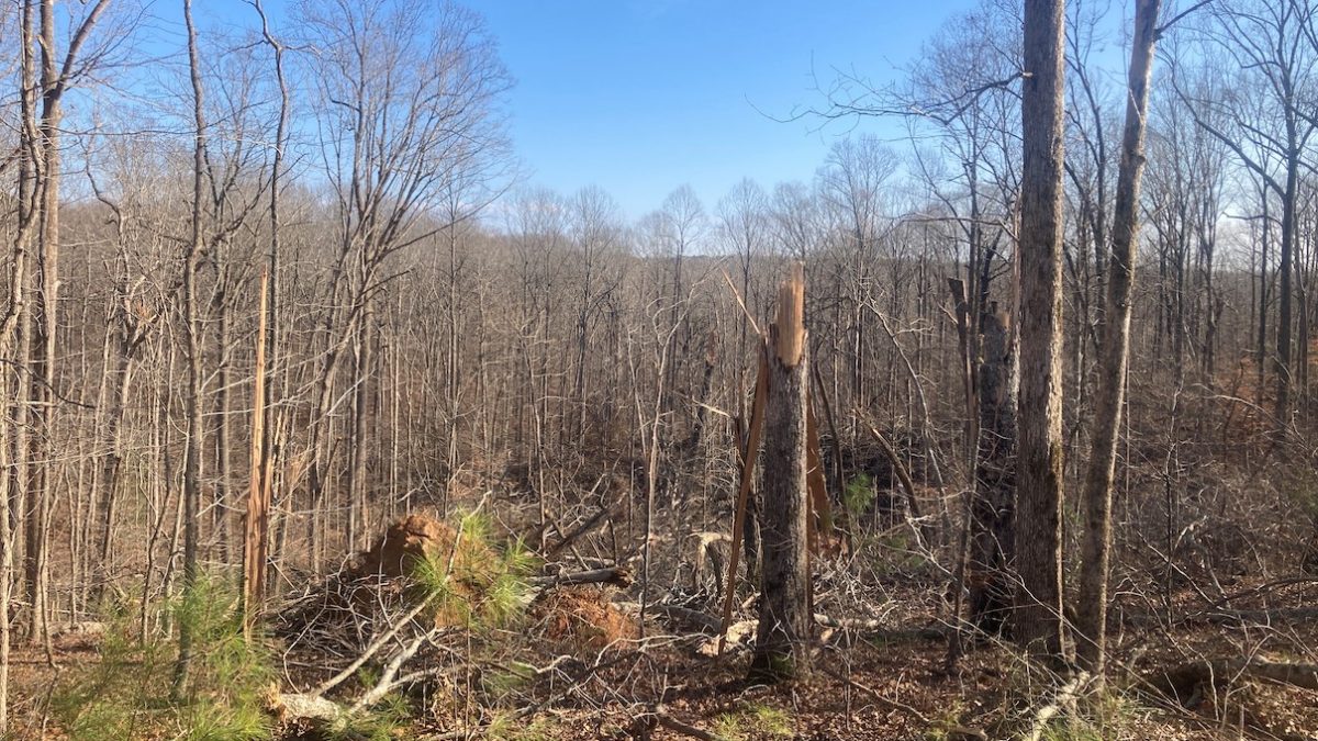 The Tennessee Department of Agriculture’s Division of Forestry is issuing a public advisory for a salvage operation in Natchez Trace State Forest