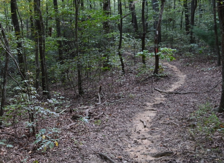 Visitors to Franklin State Forest in Franklin and Marion Counties will only be allowed to enjoy the forest on foot beginning March 11