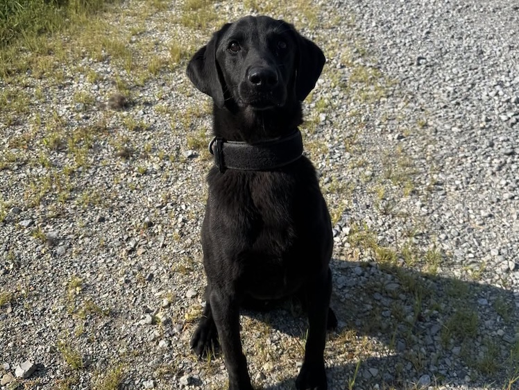 Chattanooga Police Department celebrates K9 Jinx’s 3rd birthday during explosive detection training